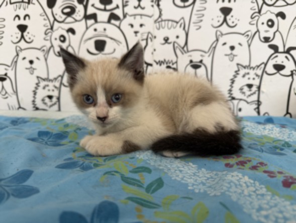 Shelter Stray Male Cat last seen , 957 N Gaffey St, San Pedro, CA 90731, USA