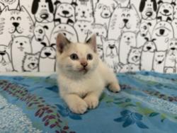 Shelter Stray Male Cat last seen , 957 N Gaffey St, San Pedro, CA 90731, USA
