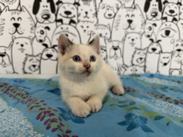 Shelter Stray Male Cat last seen , 957 N Gaffey St, San Pedro, CA 90731, USA