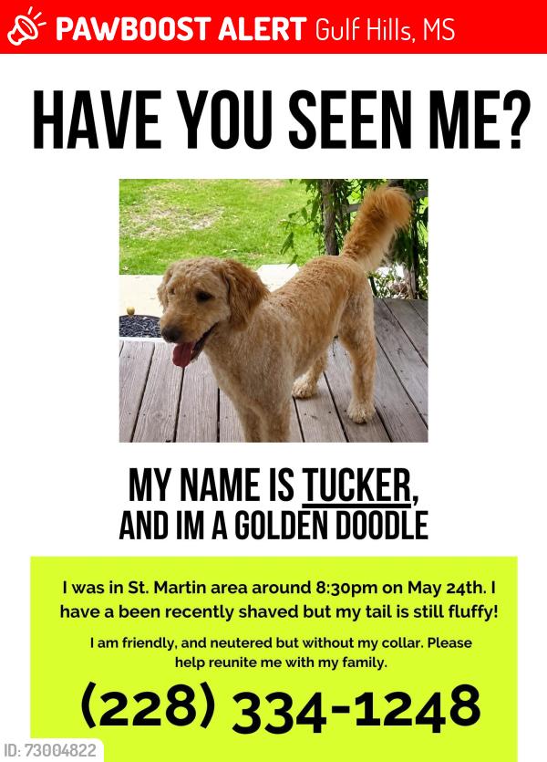 Lost Male Dog last seen St Martin east elementary school, Gulf Hills, MS 39564