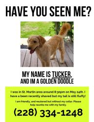 Lost Male Dog last seen St Martin east elementary school, Gulf Hills, MS 39564