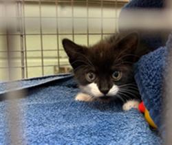 Shelter Stray Male Cat last seen , 2020 Forest St, Jacksonville, FL 32204, USA