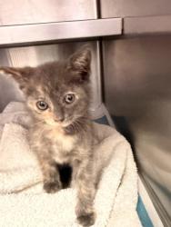 Shelter Stray Female Cat last seen Near BLOCK FOREST ST, 2020 Forest St, Jacksonville, FL 32204, USA