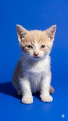 Shelter Stray Female Cat last seen KFC NORMANDY, 2020 Forest St, Jacksonville, FL 32204, USA