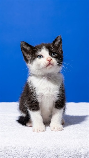 Shelter Stray Female Cat last seen KFC NORMANDY, 2020 Forest St, Jacksonville, FL 32204, USA