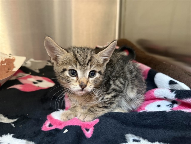 Shelter Stray Male Cat last seen NORTHGROVE/WOODSPRING, 6443 Oak Canyon, Irvine, CA 92618, USA