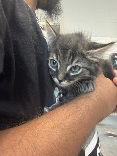Shelter Stray Male Cat last seen ALAMANCE COUNTY, 221 Stone Quarry Rd, Burlington, NC 27217, USA