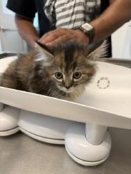 Shelter Stray Female Cat last seen ALAMANCE COUNTY, 221 Stone Quarry Rd, Burlington, NC 27217, USA