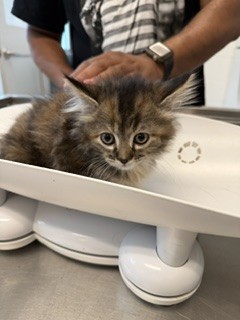 Shelter Stray Female Cat last seen ALAMANCE COUNTY, 221 Stone Quarry Rd, Burlington, NC 27217, USA