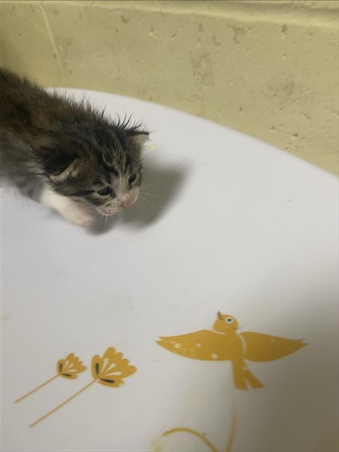 Shelter Stray Female Cat last seen DEL PASO BLVD & RIO LINDA BLVD, 2127 Front St, Sacramento, CA 95818, USA