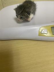 Shelter Stray Male Cat last seen DEL PASO BLVD & RIO LINDA BLVD, 2127 Front St, Sacramento, CA 95818, USA