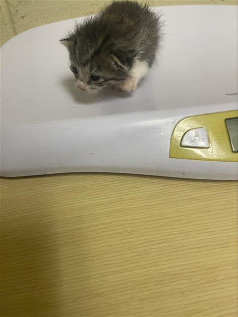 Shelter Stray Male Cat last seen DEL PASO BLVD & RIO LINDA BLVD, 2127 Front St, Sacramento, CA 95818, USA