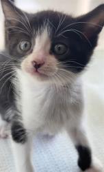 Shelter Stray Female Cat last seen FRONT ST & I ST, 2127 Front St, Sacramento, CA 95818, USA