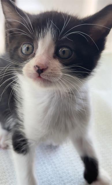 Shelter Stray Female Cat last seen FRONT ST & I ST, 2127 Front St, Sacramento, CA 95818, USA