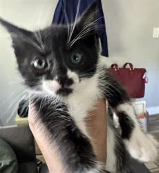 Shelter Stray Female Cat last seen FRONT ST & I ST, 2127 Front St, Sacramento, CA 95818, USA