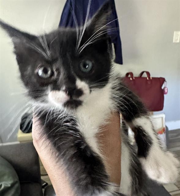 Shelter Stray Female Cat last seen FRONT ST & I ST, 2127 Front St, Sacramento, CA 95818, USA
