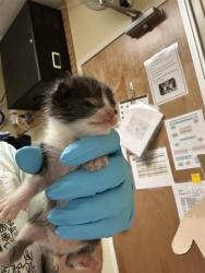 Shelter Stray Male Cat last seen FRONT ST & I ST, 2127 Front St, Sacramento, CA 95818, USA