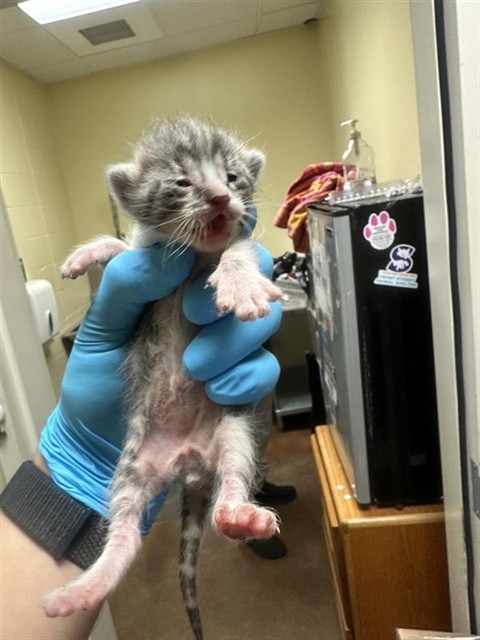 Shelter Stray Male Cat last seen FRONT ST & I ST, 2127 Front St, Sacramento, CA 95818, USA