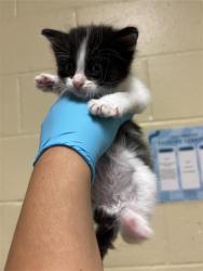 Shelter Stray Male Cat last seen SAN JUAN RD, & BINGHAMTON DR, 2127 Front St, Sacramento, CA 95818, USA