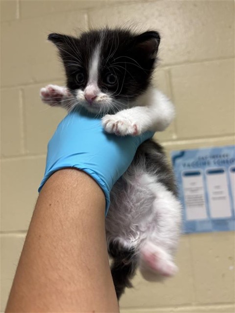 Shelter Stray Male Cat last seen SAN JUAN RD, & BINGHAMTON DR, 2127 Front St, Sacramento, CA 95818, USA
