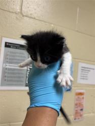 Shelter Stray Female Cat last seen SAN JUAN RD, & BINGHAMTON DR, 2127 Front St, Sacramento, CA 95818, USA