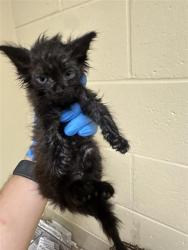 Shelter Stray Female Cat last seen ELKWOOD CIR & BROOKE MEADOW DR, 2127 Front St, Sacramento, CA 95818, USA