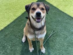 Shelter Stray Male Dog last seen , 3201 Lacy St, Los Angeles, CA 90031, USA