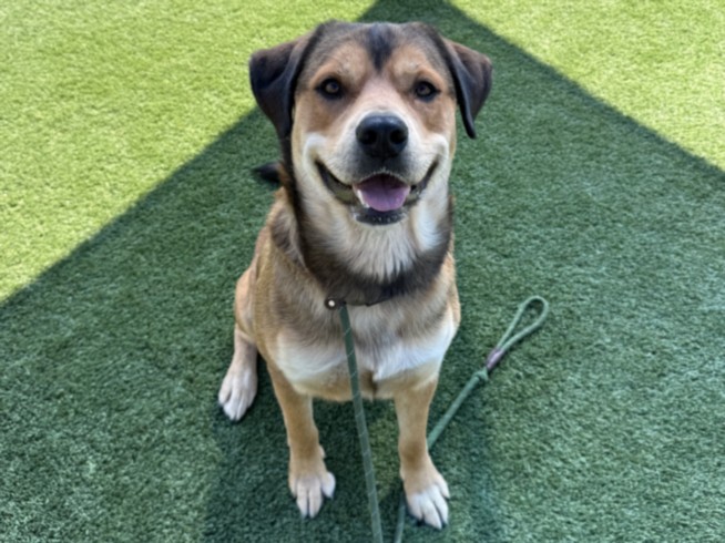 Shelter Stray Male Dog last seen , 3201 Lacy St, Los Angeles, CA 90031, USA