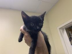 Shelter Stray Female Cat last seen ROVANA CIR & FLORIN PERKINS RD, 2127 Front St, Sacramento, CA 95818, USA