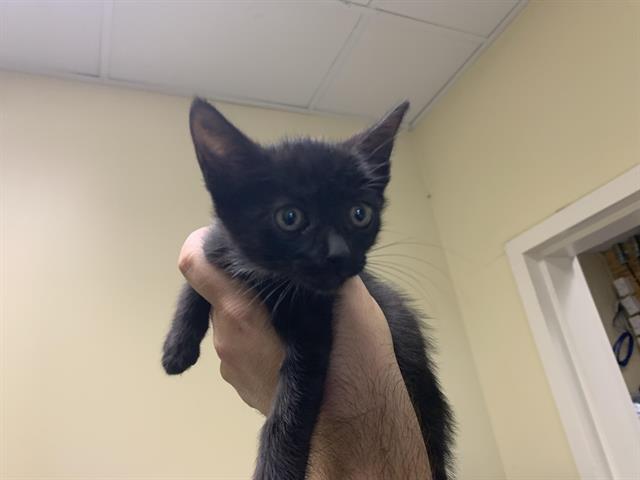Shelter Stray Female Cat last seen ROVANA CIR & FLORIN PERKINS RD, 2127 Front St, Sacramento, CA 95818, USA