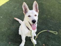 Shelter Stray Male Dog last seen , 3201 Lacy St, Los Angeles, CA 90031, USA