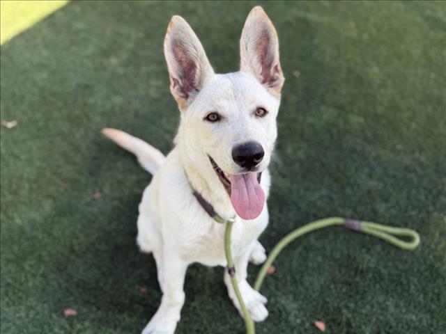 Shelter Stray Male Dog last seen , 3201 Lacy St, Los Angeles, CA 90031, USA