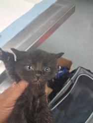 Shelter Stray Male Cat last seen Near BLOCK ASHE RD, BAKERSFIELD, 201 S Mt Vernon Ave, Bakersfield, CA 93307, USA