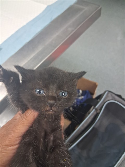 Shelter Stray Male Cat last seen Near BLOCK ASHE RD, BAKERSFIELD, 201 S Mt Vernon Ave, Bakersfield, CA 93307, USA