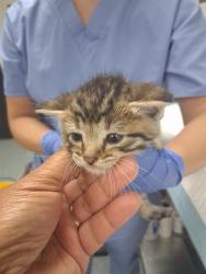 Shelter Stray Male Cat last seen Near BLOCK ASHE RD, BAKERSFIELD, 201 S Mt Vernon Ave, Bakersfield, CA 93307, USA