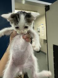 Shelter Stray Male Cat last seen COLD SPRING BAKERSFIELD, 201 S Mt Vernon Ave, Bakersfield, CA 93307, USA