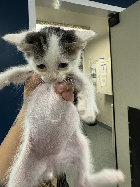 Shelter Stray Male Cat last seen COLD SPRING BAKERSFIELD, 201 S Mt Vernon Ave, Bakersfield, CA 93307, USA