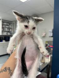 Shelter Stray Female Cat last seen COLD SPRING BAKERSFIELD, 201 S Mt Vernon Ave, Bakersfield, CA 93307, USA