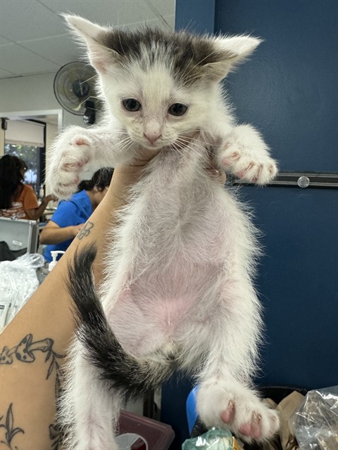 Shelter Stray Male Cat last seen SPRING COLD BAKERSFIELD, 201 S Mt Vernon Ave, Bakersfield, CA 93307, USA