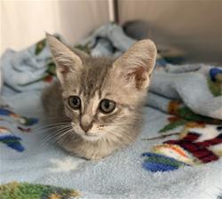 Shelter Stray Male Cat last seen MT VERNON BAKERSFIELD, 201 S Mt Vernon Ave, Bakersfield, CA 93307, USA