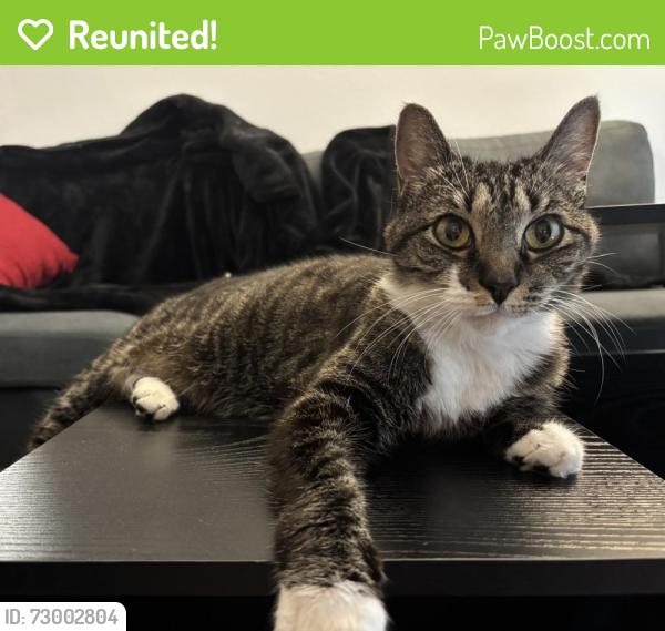 Reunited Female Cat last seen Found outside of One Ridgmar Centre by Aden Rd and Plaza Pkwy, Fort Worth, TX 76116
