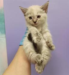 Shelter Stray Female Cat last seen EL MIRADOR DR / EL ORO PLAZA DR, 9150 Union Park Way, Elk Grove, CA 95624, USA