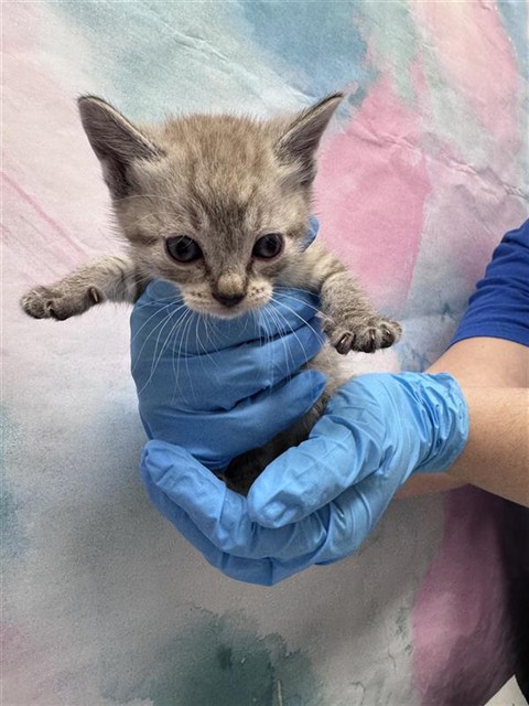 Shelter Stray Female Cat last seen EL MIRADOR DR / EL ORO PLAZA DR, 9150 Union Park Way, Elk Grove, CA 95624, USA