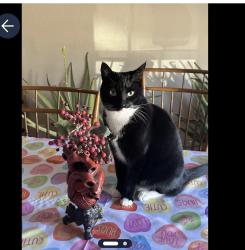 Lost Male Cat last seen Harris heights , Rockwall, TX 75087