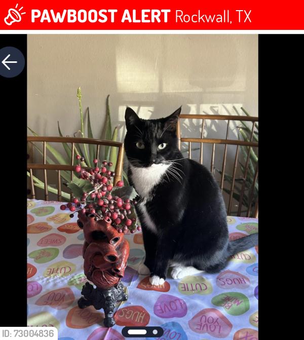 Lost Male Cat last seen Harris heights , Rockwall, TX 75087