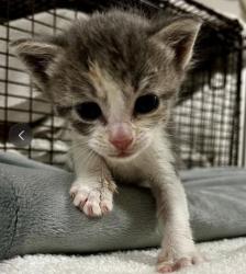 Shelter Stray Female Cat last seen , West Valley Animal Shelter, 20655 Plummer St, Chatsworth, CA 91311, USA