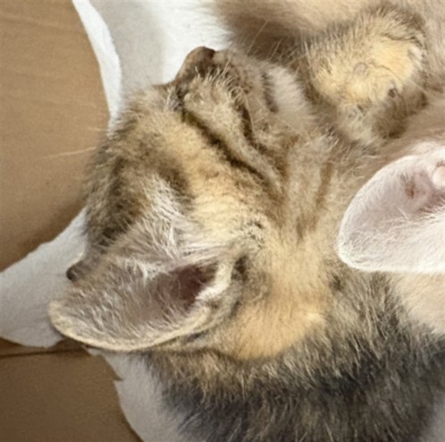 Shelter Stray Female Cat last seen , West Valley Animal Shelter, 20655 Plummer St, Chatsworth, CA 91311, USA