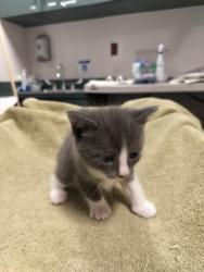 Shelter Stray Female Cat last seen , West Valley Animal Shelter, 20655 Plummer St, Chatsworth, CA 91311, USA