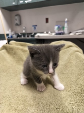 Shelter Stray Female Cat last seen , West Valley Animal Shelter, 20655 Plummer St, Chatsworth, CA 91311, USA