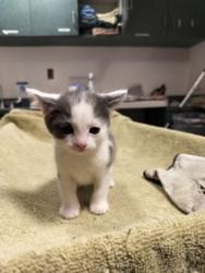 Shelter Stray Female Cat last seen , West Valley Animal Shelter, 20655 Plummer St, Chatsworth, CA 91311, USA